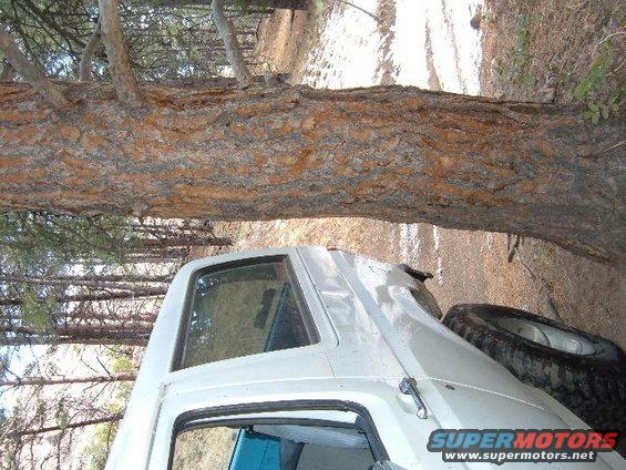 White SUV parked on a dirt road in a forest, with a large tree trunk in the foreground
