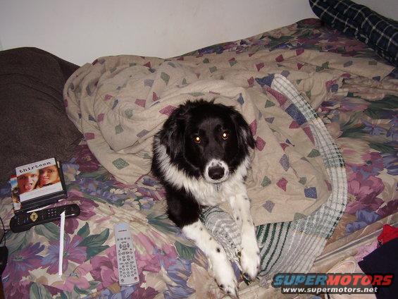 Border collie mix dog lying on a floral bedspread with a DVD case and remote controls nearby