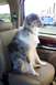 2005 Ford Excursion - Our Australian Shepherd enjoying the Ex.