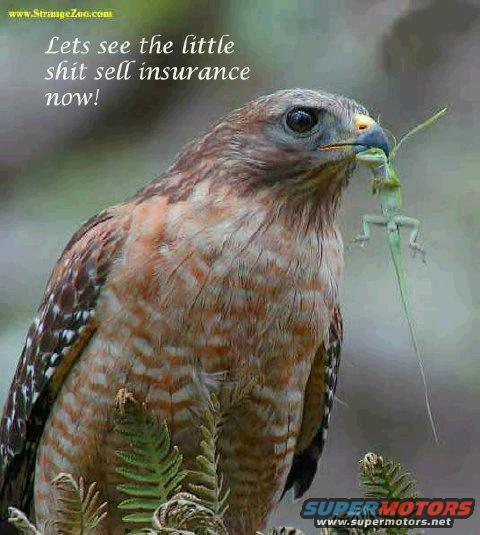 Hawk holding a lizard in its beak, with text overlay