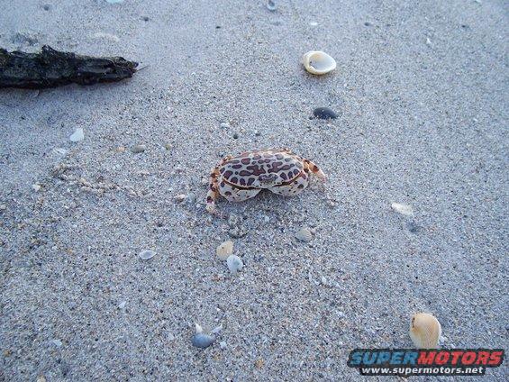 Crab with patterned shell on a sandy beach with shells and driftwood
