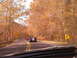 1994 Ford Probe - Several convertibles drive down a road surrounded by trees in fall foliage.