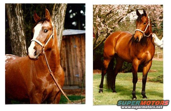 Brown horse with white blaze and white halter, standing in grass with trees and a wooden structure