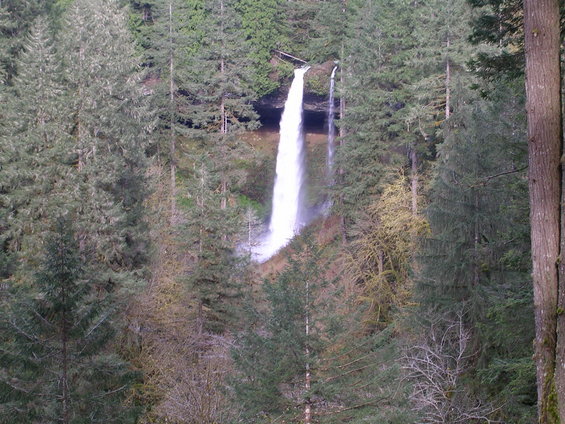 Waterfall cascading down a cliff face surrounded by dense evergreen forest