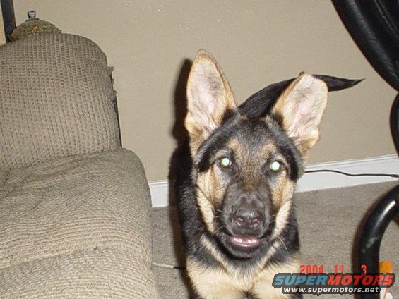 the guard dog!