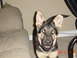 1979 Ford Bronco - the guard dog!