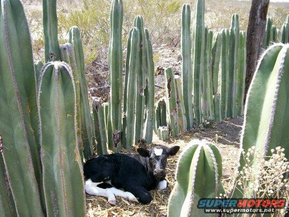 Calf at Don Arcadio's