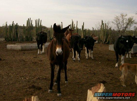 Don Arcadio's corral