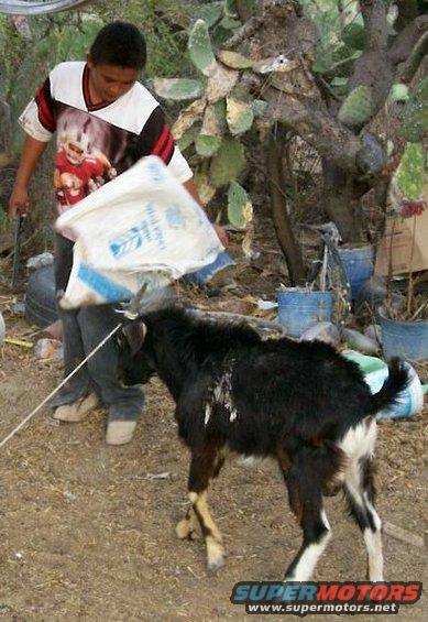 Calito training with a goat for a bullfighting career