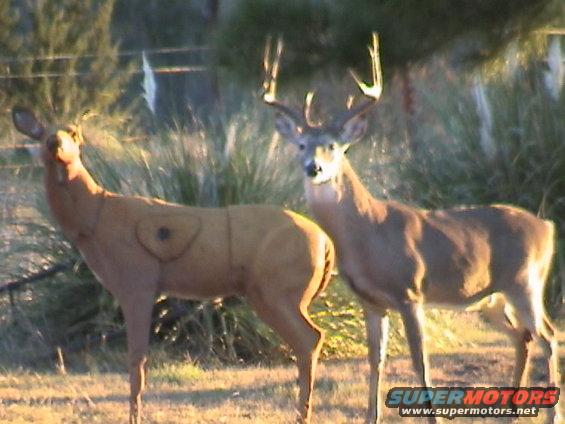 Buck deer standing next to a deer target in a field