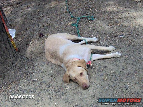 Yellow dog lying on dirt ground, tethered by a green rope