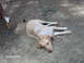 1996 Ford Mustang - A dog rests on the ground, tied with a rope near a tree.