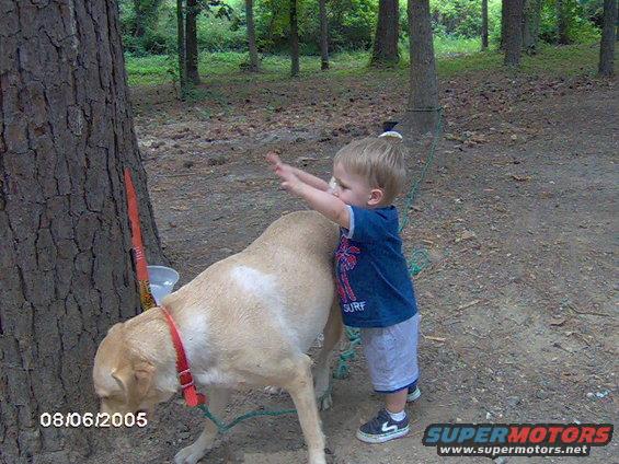 Toddler reaching towards a dog near a tree, with a date stamp of 08/06/2005