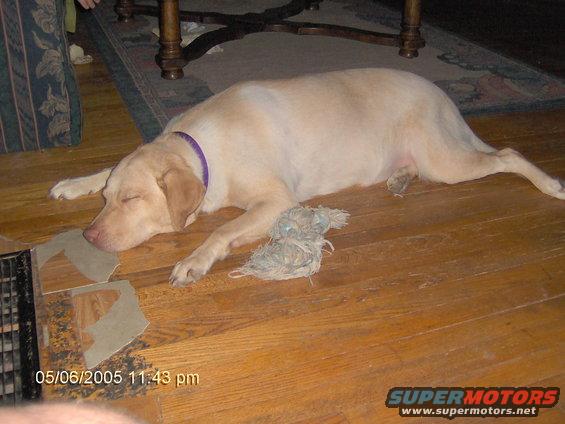Yellow lab sleeping on wooden floor with purple collar and toy
