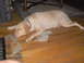 1996 Ford Mustang - A yellow Labrador retriever rests on a hardwood floor, a purple collar around its neck and a chewed toy nearby.