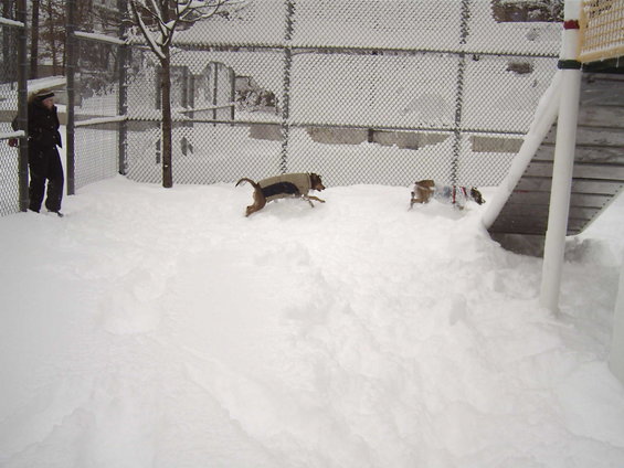 Dogs playing in a fenced snowy area with a person watching