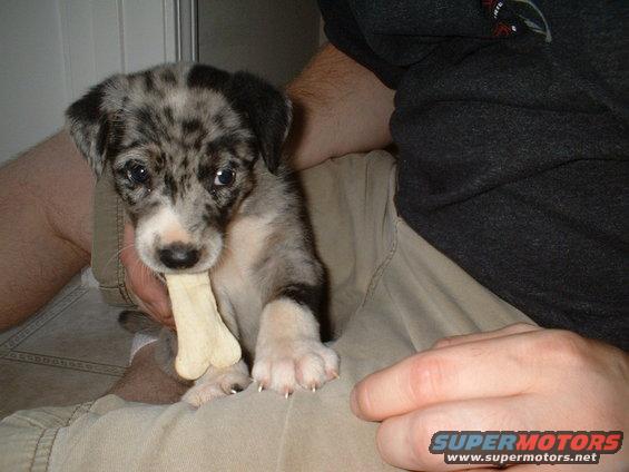 dscf0029.jpg pup