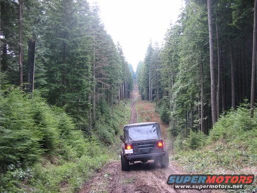 Black Jeep Wrangler on a dirt road in a dense forest