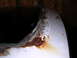 1988 Ford Mustang - The edge of a car's roof shows significant rust damage, with peeling paint and corrosion visible.