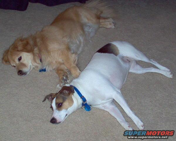 Two dogs resting on a carpeted floor