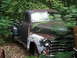 1949 Chevrolet C/K Pickup - Abandoned 1949 Chevrolet C/K Pickup truck overgrown with plants in a wooded area.