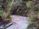 1989 Ford Bronco - A shallow stream flows through a wooded area with ferns and fallen logs.