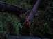 1989 Ford Bronco - Fallen trees and dense foliage obscure a wooded hillside, with a body of water visible at the bottom.