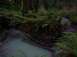 1989 Ford Bronco - A forest scene a fallen redwood tree spanning a calm stream, with lush ferns and towering trees in the background.