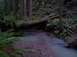 1989 Ford Bronco - A forest scene with a stream and a fallen log across it.