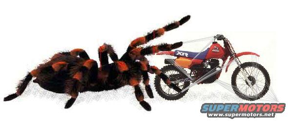 Tarantula next to a red and blue dirt bike with 'XR' visible