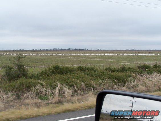 Side mirror view of a field with many birds and a "Supermotors.net" watermark