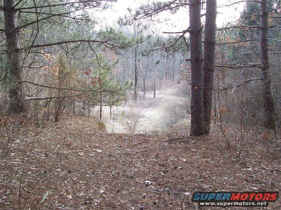 Forest path with pine trees and dry brush under an overcast sky