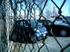 1997 Ford Escort - A blue smart car is parked behind a chain-link fence, with other vehicles visible in the background.