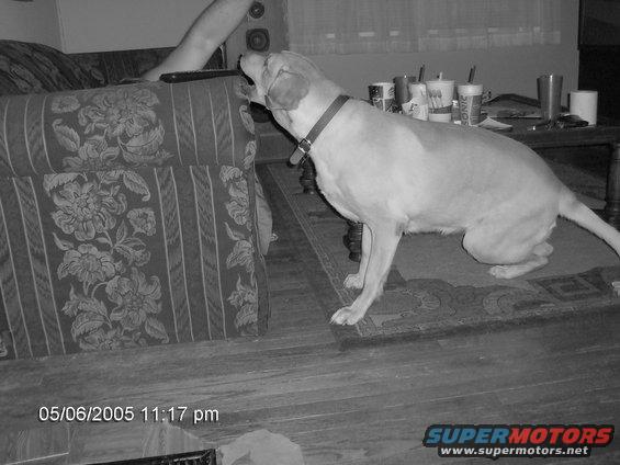 Dog on rug near couch, timestamp 05/06/2005 11:17 pm