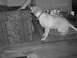 1996 Ford Mustang - A dog is captured in a moment of excitement near a patterned couch, with a timestamp indicating the photo was taken on May 6, 2005.