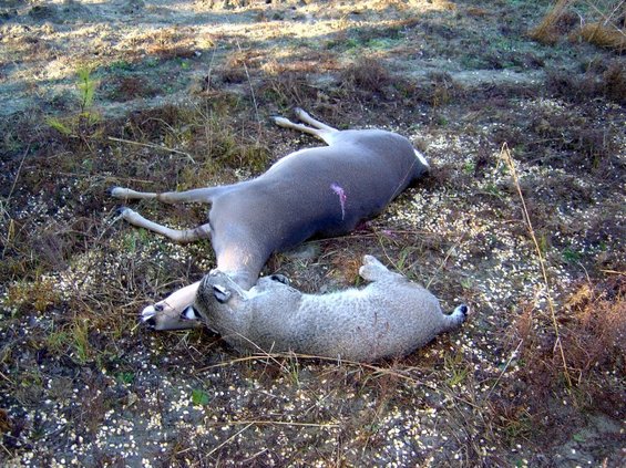 bobcat4.jpg Good size bobcat!