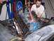 1967 Ford Mustang - Mechanics are removing an engine from a vehicle using an engine hoist in a garage setting.