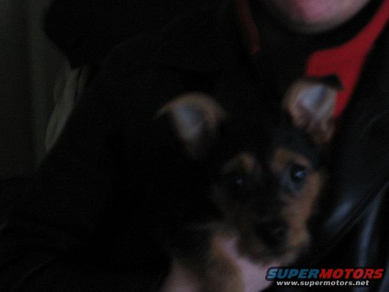 pic-004.jpg pic of Tobi's face
March '06