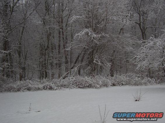 Snow covers trees and bushes in a forest with a patch of snow in the foreground