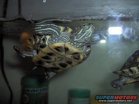 Two turtles swim in a glass tank, one with its underside visible