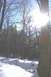 1979 Ford F-150 - A winter scene in a forest with snow on the ground and bright sun shining through the trees.