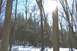 1979 Ford F-150 - Sunlight streams through the trees in a snowy forest landscape.