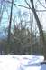 1979 Ford F-150 - A winter scene in a forest with snow on the ground and bare branches against a blue sky.