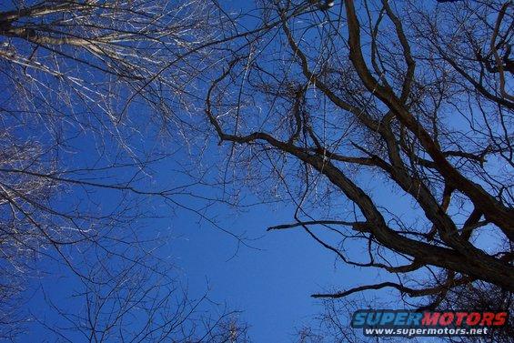 Bare tree branches against a bright blue sky with SuperMotors logo