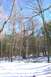 1979 Ford F-150 - Winter scene in a forest with snow on the ground and a large, old tree dominating the background.