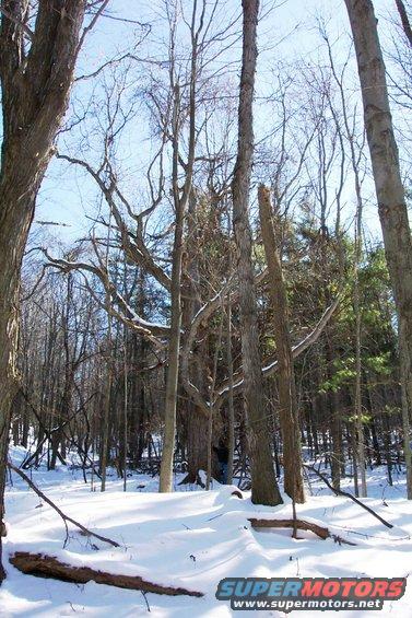 Snowy forest with bare trees and some evergreens. A person is visible in the background