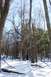 1979 Ford F-150 - A person stands in a snow-covered forest with bare trees and a clear blue sky.