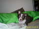 1992 Ford Bronco - My dog when she was a baby!!