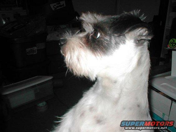 Dog with black and white fur, looking to the left. Text overlay reads SUPERMOTORS