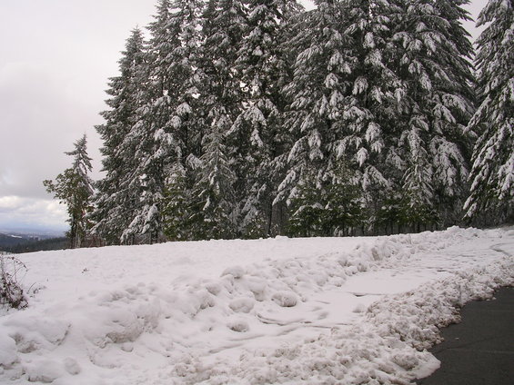 Snowy landscape with snow-covered pine trees and a road edge